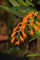 Phalaenopsis   107
